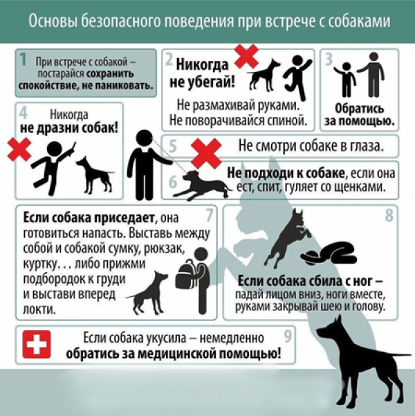 Основы безопасного поведения при встрече с собакими