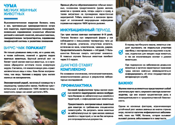 Памятка Чума мелких жвачных животных